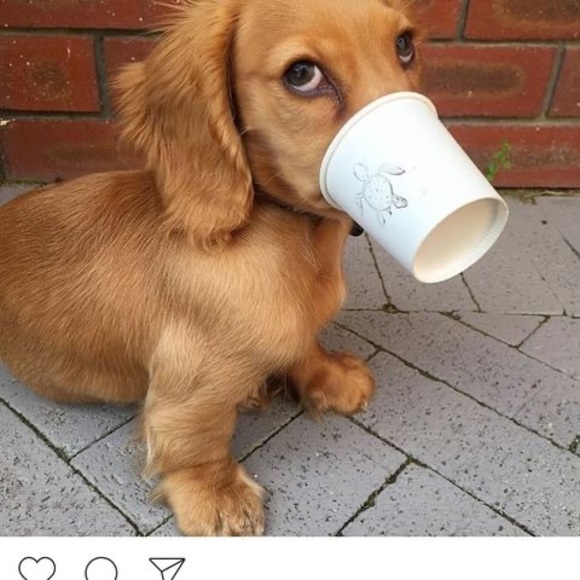 Meet your Posher, Danielle - Picture 1 of 1